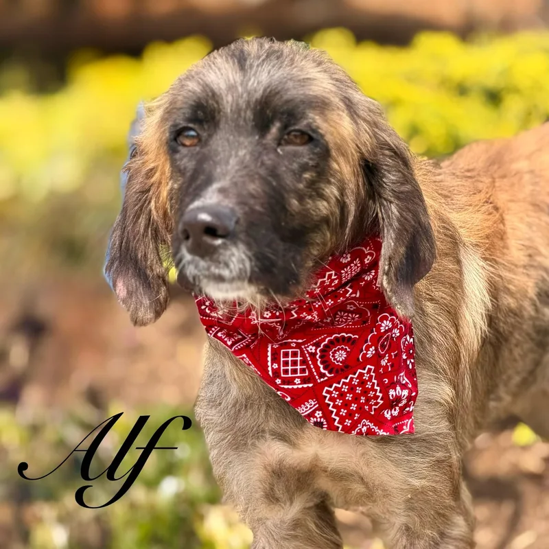 A young medium-sized male Tricolor (Brown, Black, & White) Afghan Hound dog named Alf for adoption in Albany, NY