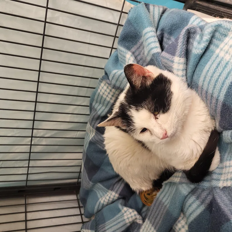 A young medium-sized male Domestic Short Hair cat named Terry for adoption in Muncie, IN