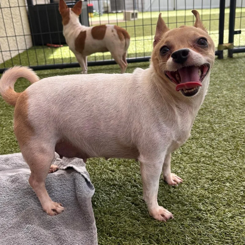 A senior small-sized female White / Cream Chihuahua dog named Ponyo for adoption in Titusville, FL