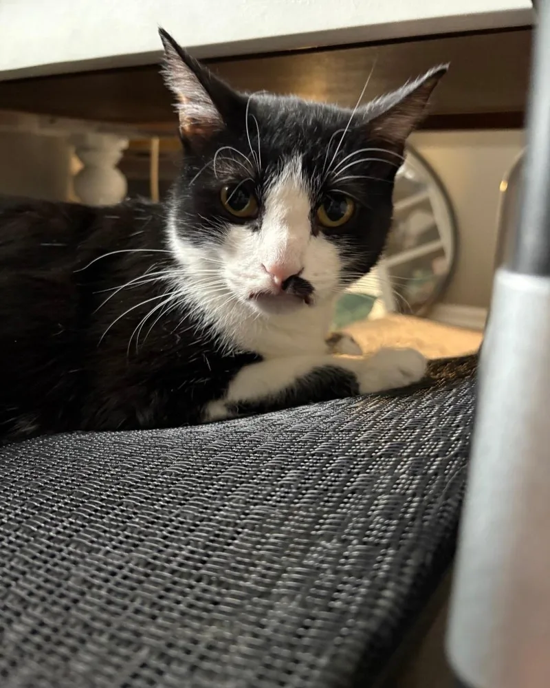 An adult large-sized female Domestic Short Hair cat named Halle for adoption in merrillville, IN