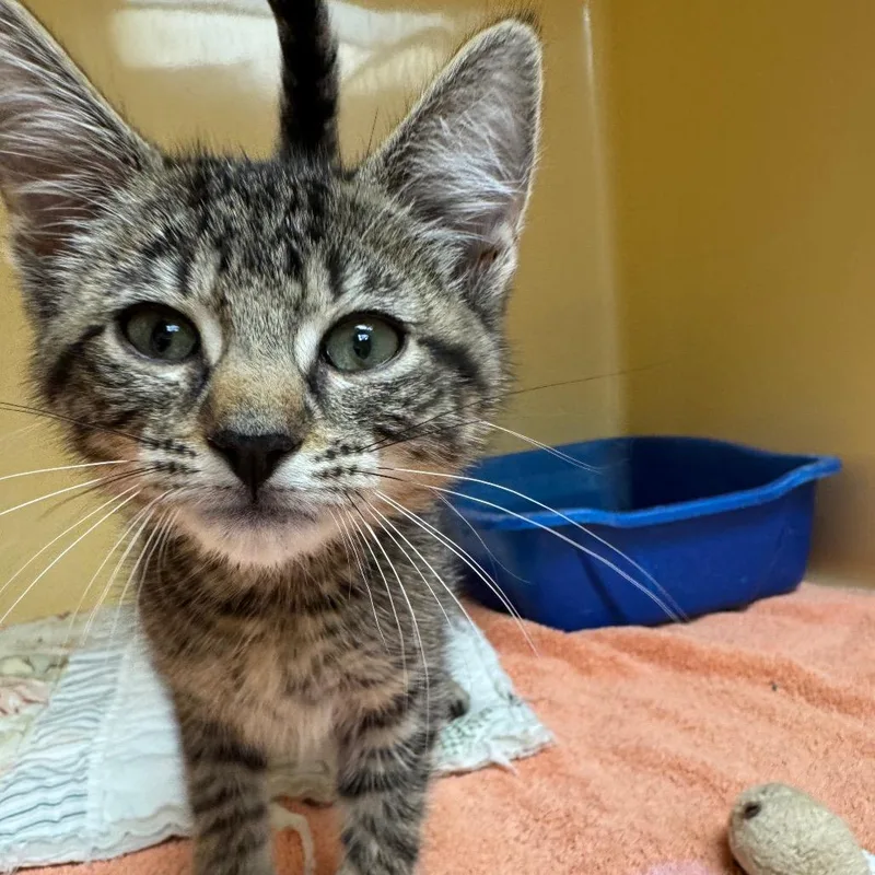 A baby small-sized male Brown / Chocolate Domestic Short Hair cat named Earl for adoption in East Hanover, NJ