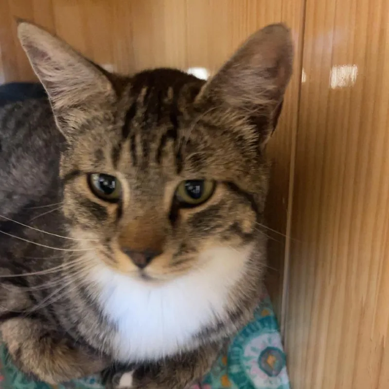 An adult medium-sized male Brown / Chocolate Domestic Short Hair cat named Shale for adoption in Torrey, UT