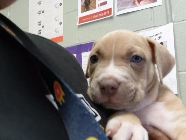 A baby small-sized male Pit Bull Terrier dog named 2 for adoption in Tulsa, OK