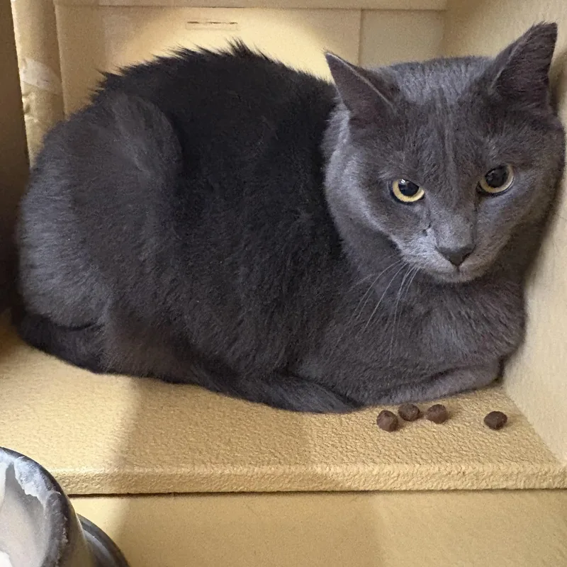 A young large-sized female Russian Blue cat named Lady Gray for adoption in Cornwall, NY