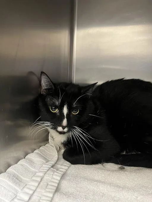 A young large-sized male Domestic Short Hair cat named Joshy for adoption in Las Vegas, NV