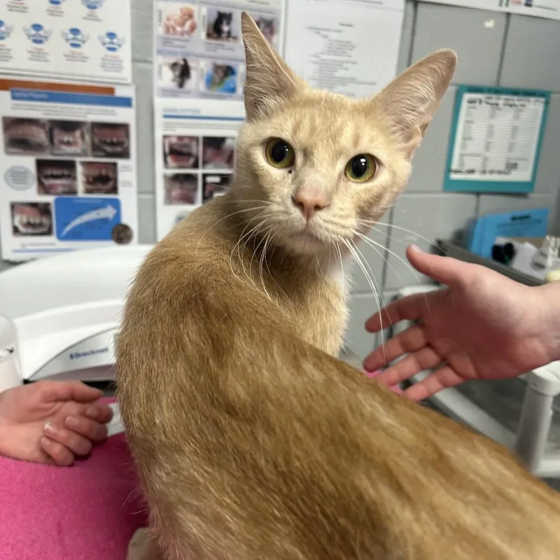 An adult medium-sized male Brown / Chocolate Domestic Short Hair cat named Roasted Turkey for adoption in West Olive, MI