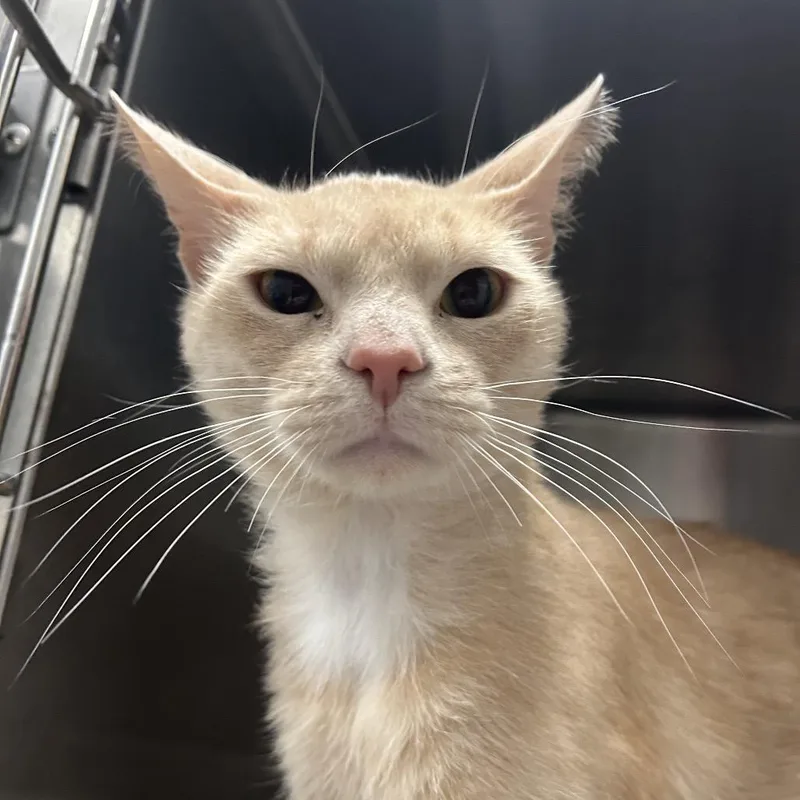 Roasted Turkey thumbnail 2