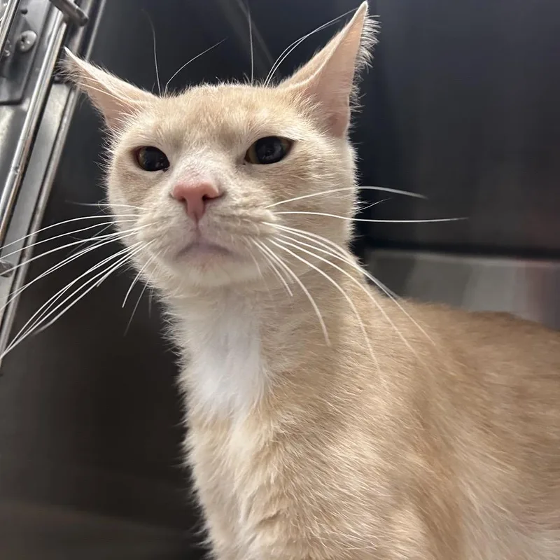 Roasted Turkey thumbnail 3