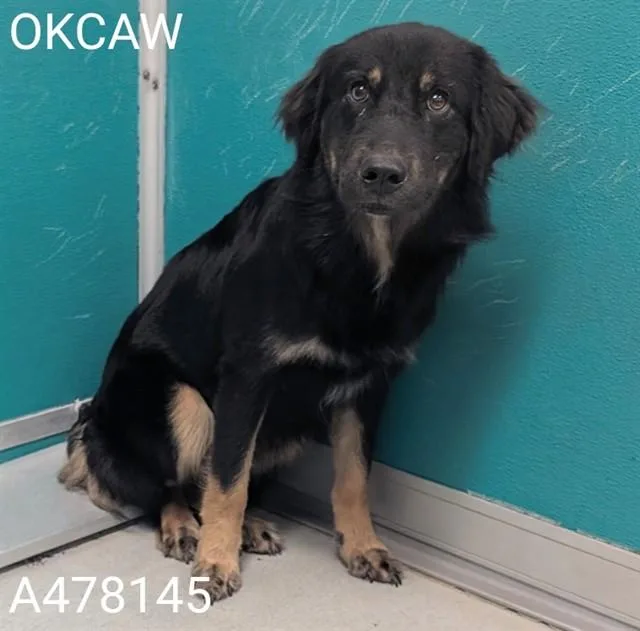 A young medium-sized male German Shepherd Dog dog named Bear for adoption in Oklahoma City, OK