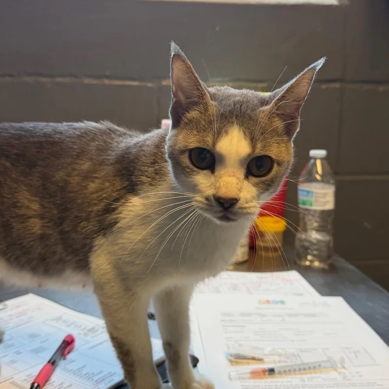 An adult medium-sized female Gray / Blue / Silver Domestic Short Hair cat named Victory for adoption in Tuscaloosa, AL