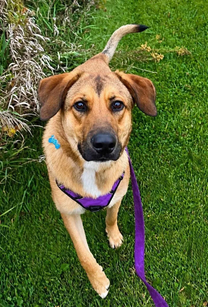 A young large-sized male Hound dog named Rooster for adoption in Livonia, MI