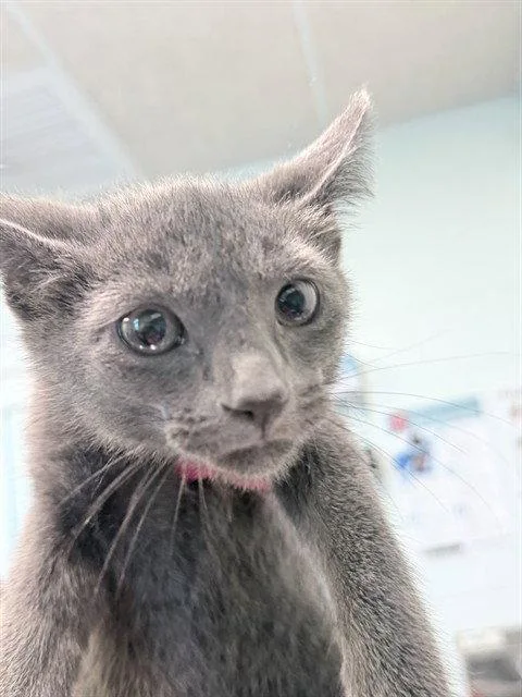 A baby small-sized female Gray / Blue / Silver Domestic Short Hair cat named Daisy for adoption in Tavares, FL