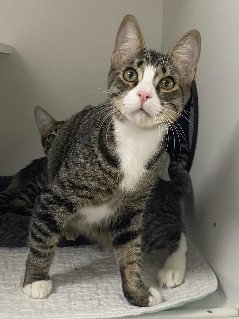 An adult medium-sized male Domestic Short Hair cat named Marshal Mathers for adoption in Satellite Beach, FL