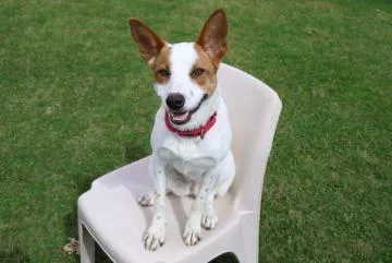 An adult medium-sized female White / Cream Cattle Dog dog named Suri for adoption in Cicero, IL
