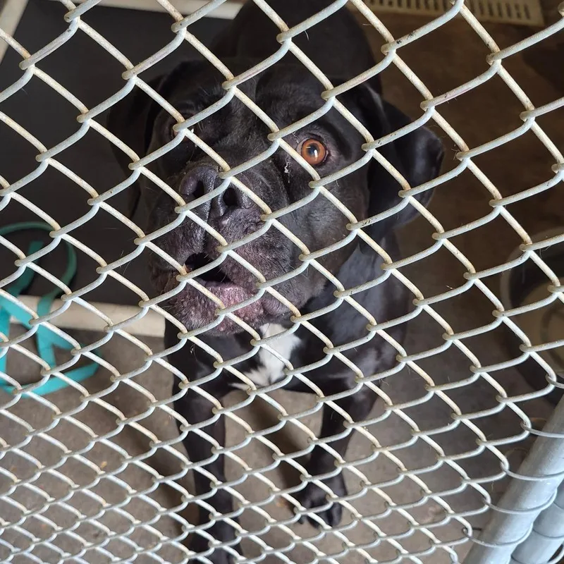 An adult large-sized male Black Pit Bull Terrier dog named Shadow for adoption in Cleveland, MS