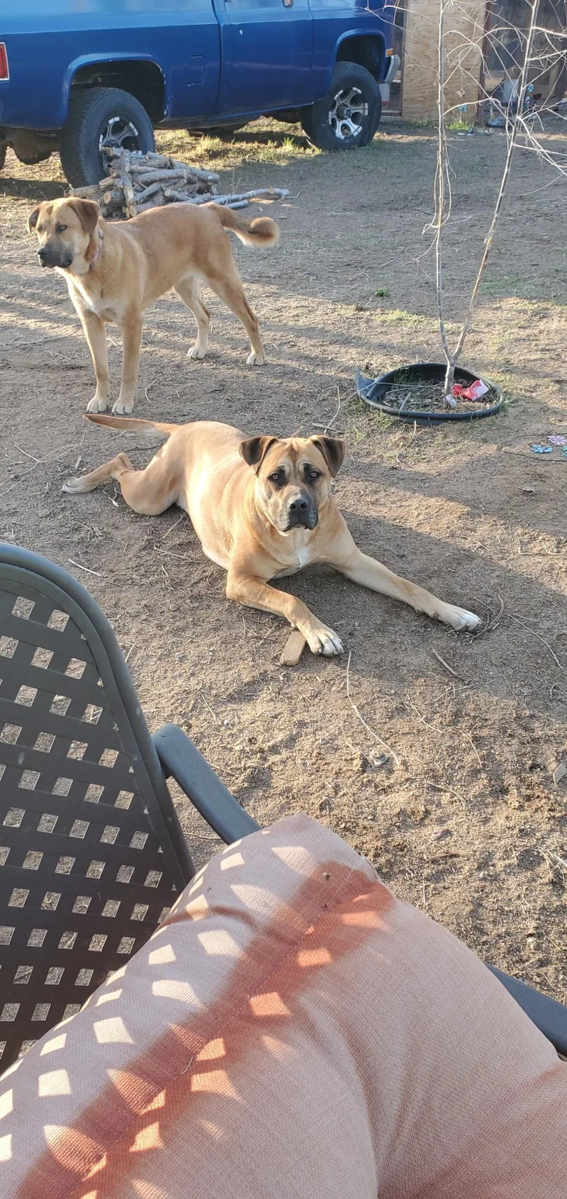 An adult medium-sized female Cane Corso dog named Nala for adoption in Stagecoach, NV