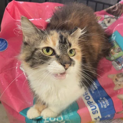 A baby small-sized female Calico cat named Jamie Lee for adoption in Knoxville, TN