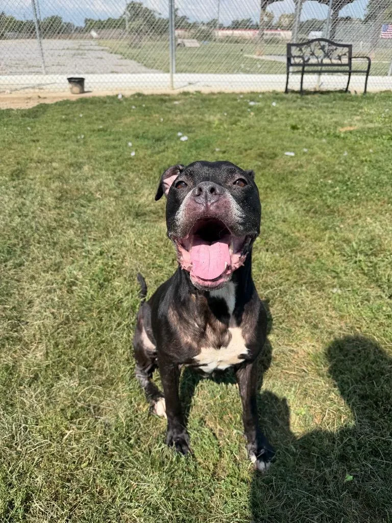 A senior large-sized female Staffordshire Bull Terrier dog named Silna for adoption in Pierceton, IN