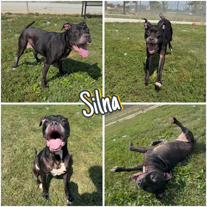 Silna thumbnail 2