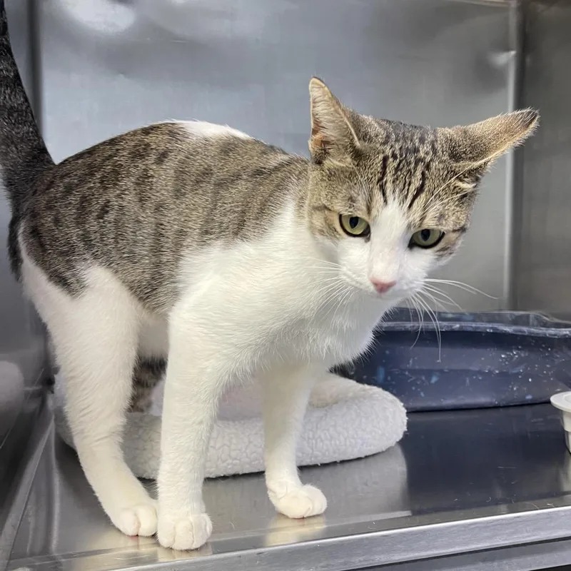 An adult small-sized male White Domestic Short Hair cat named Jolly for adoption in Casa Grande, AZ