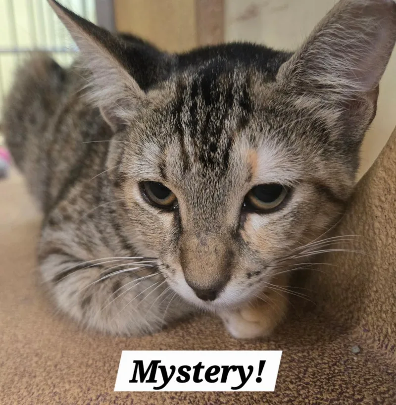 Mystery thumbnail 2