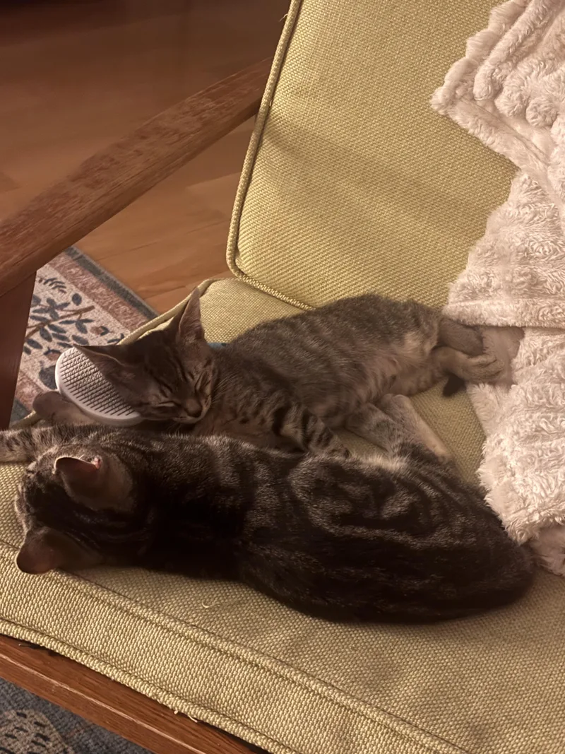 A baby medium-sized male Tabby (Brown / Chocolate) Domestic Short Hair cat named Lambchop and Labubu for adoption in Brooklyn, NY