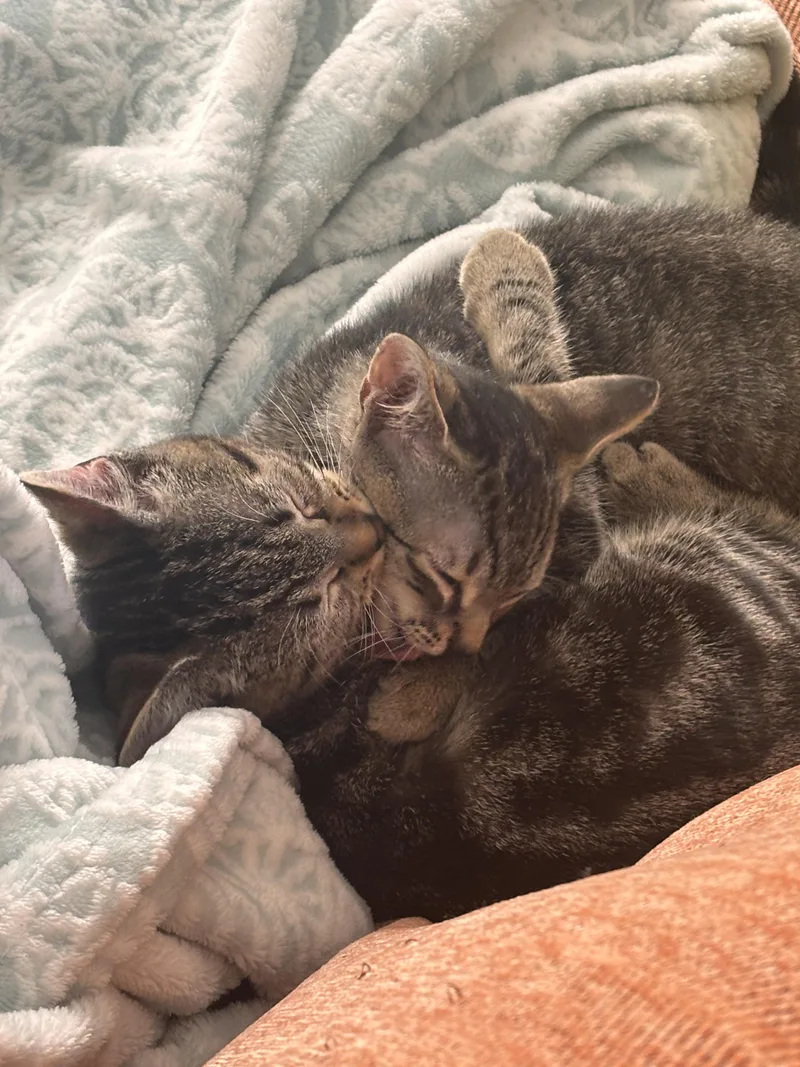 Lambchop and Labubu thumbnail 3