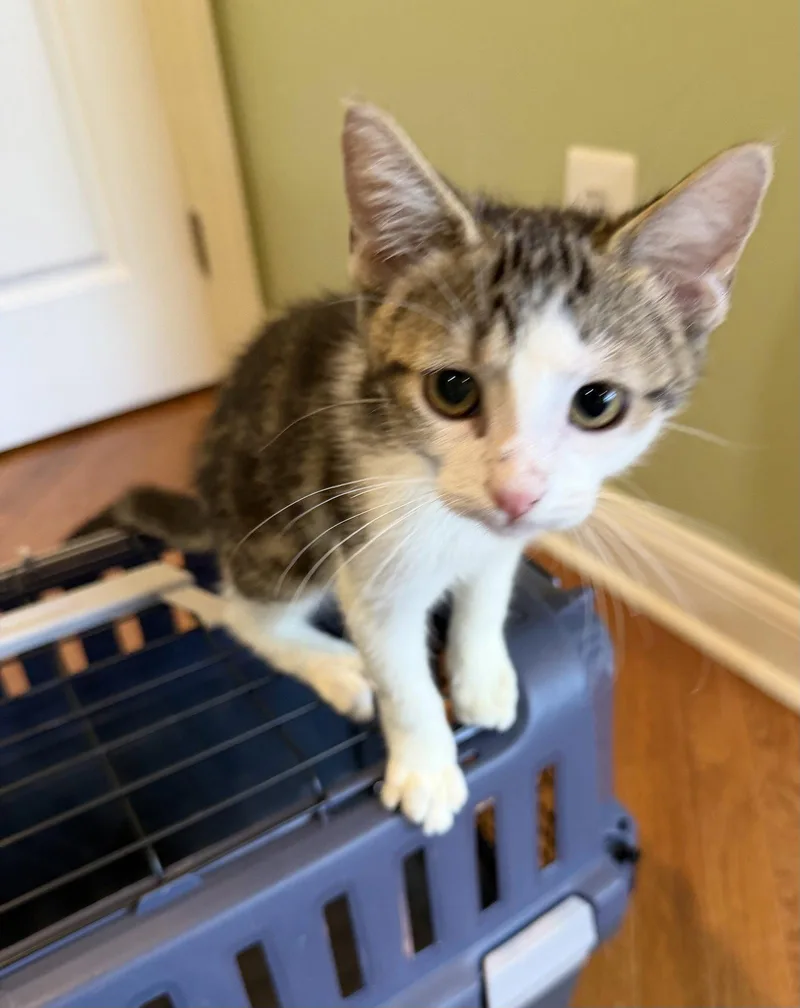 A baby medium-sized male Domestic Short Hair cat named Instagram for adoption in Trenton, NJ