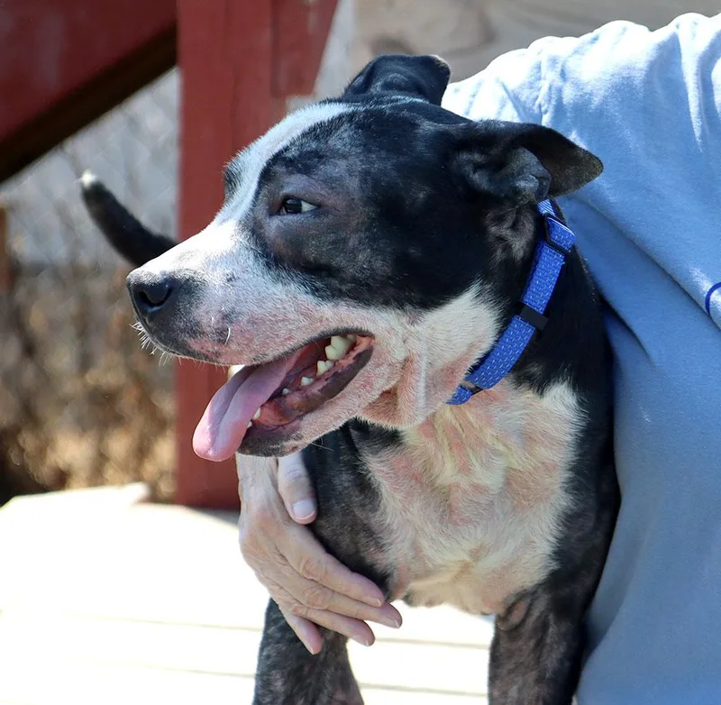 A young medium-sized male Black Pit Bull Terrier dog named Bezos for adoption in Kansas City, KS