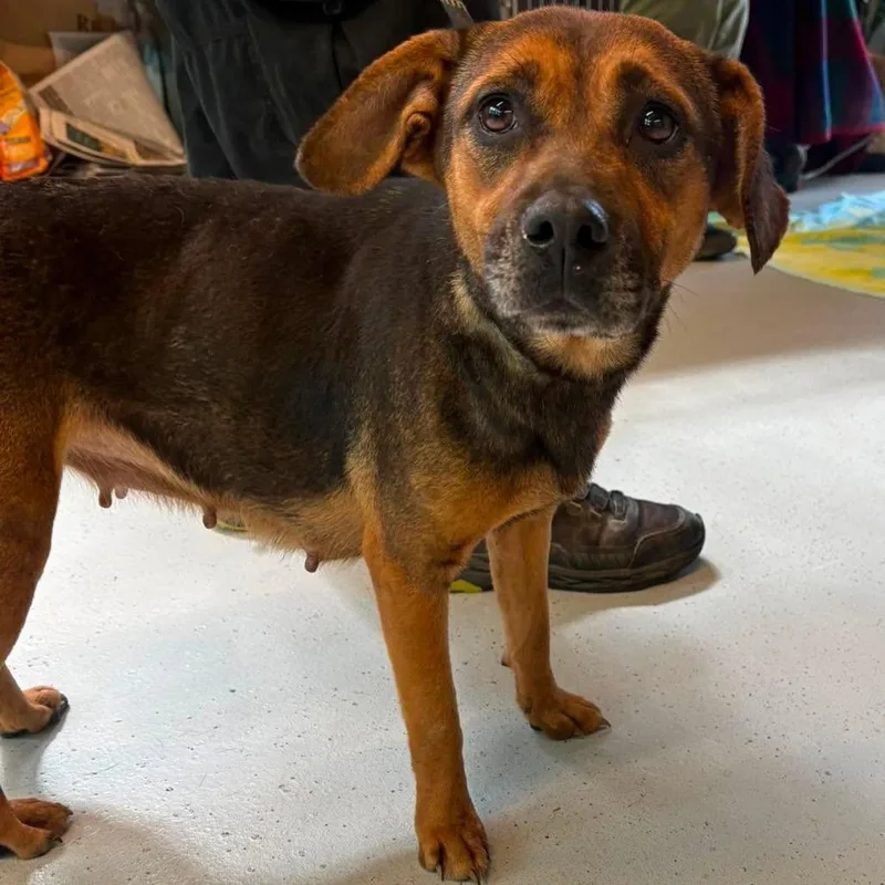An adult medium-sized female Black Mixed Breed dog named Cecropia for adoption in Huntington, WV