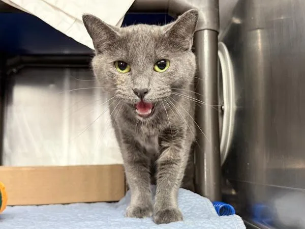 An adult medium-sized female Domestic Short Hair cat named Ivy for adoption in New York, NY
