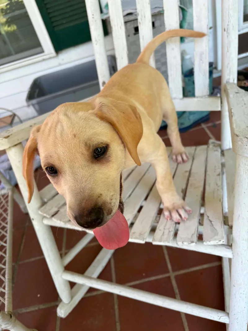 A baby medium-sized male Labrador Retriever dog named Briar for adoption in Carmel, NY