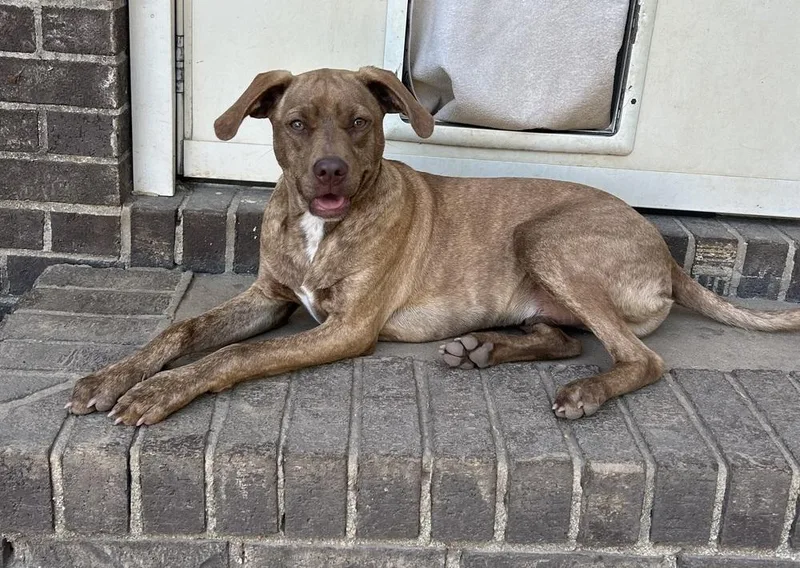 A baby medium-sized male Feist dog named Nugget Bar for adoption in Boston, MA