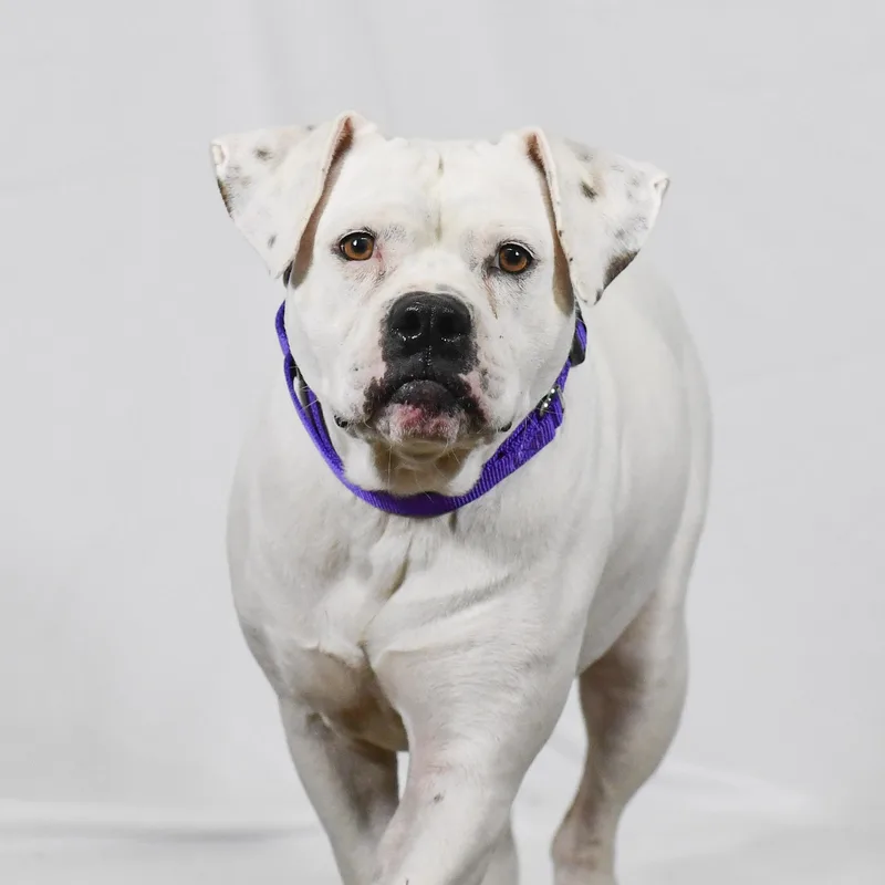 An adult large-sized male White / Cream American Bulldog dog named Rebel for adoption in Defuniak Springs, FL