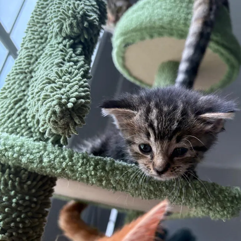 A baby small-sized female Brown / Chocolate Domestic Short Hair cat named Marceline for adoption in Bristol, IN