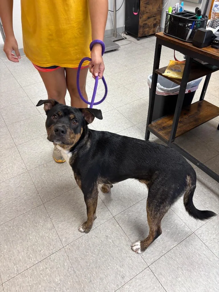 A young medium-sized male American Staffordshire Terrier dog named Duke for adoption in Sorrento, LA