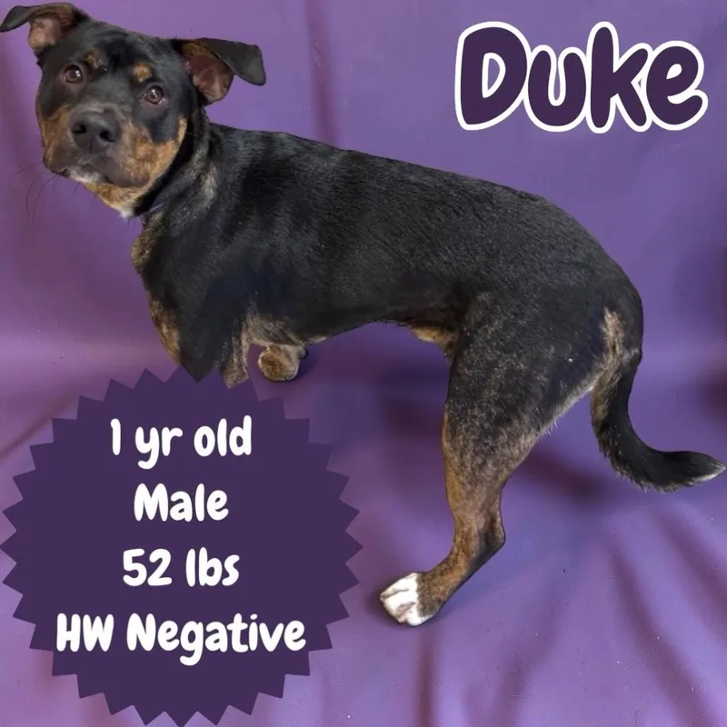 Duke thumbnail 2