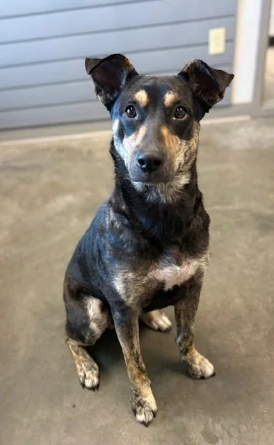 A young medium-sized female Labrador Retriever dog named Nutella for adoption in Brunswick, GA