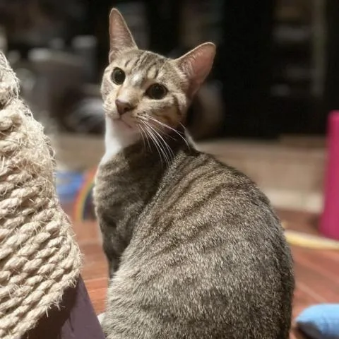 An adult large-sized male Domestic Short Hair cat named Bindi for adoption in Davie, FL