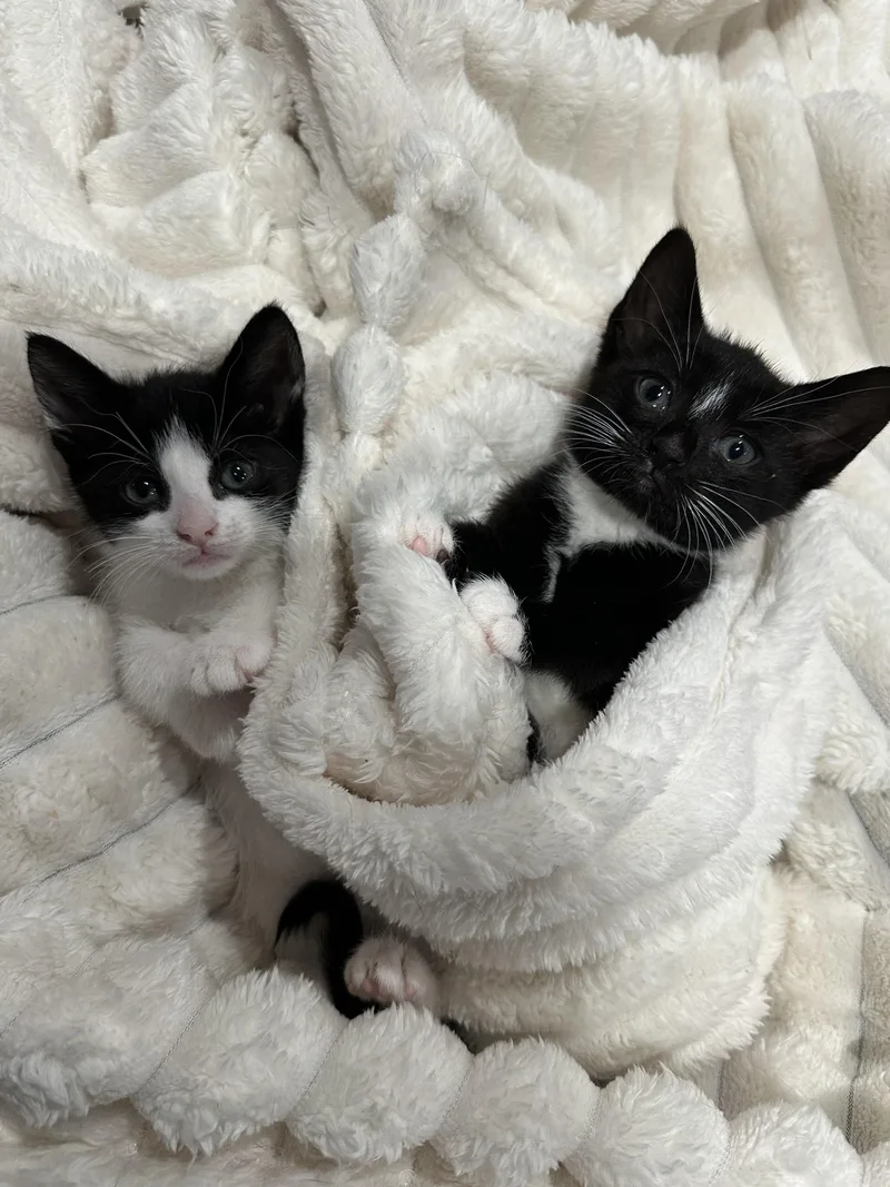 A baby small-sized female Black & White / Tuxedo Domestic Short Hair cat named Panda for adoption in Long Island City, NY