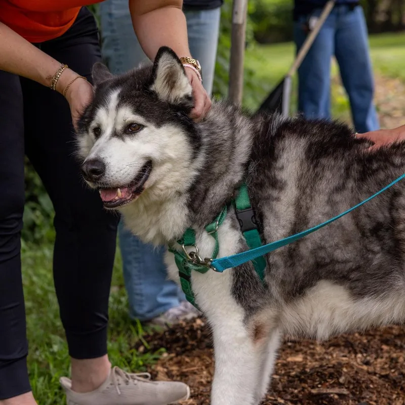 An adult medium-sized male White / Cream Siberian Husky dog named Balto for adoption in Baltimore, MD
