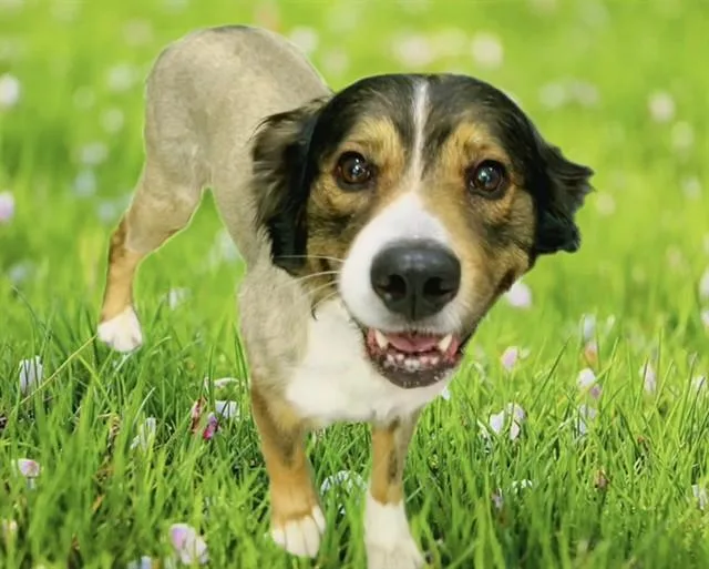 An adult small-sized male Australian Shepherd dog named Georgie for adoption in Lancaster, CA