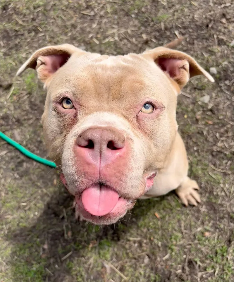 A young medium-sized female Yellow / Tan / Blond / Fawn Pit Bull Terrier dog named Butternut for adoption in Chicago, IL
