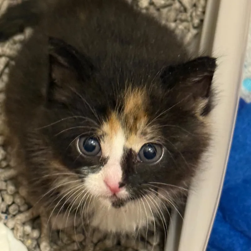 A baby small-sized female Black Domestic Short Hair cat named Frannie for adoption in Westport, CT