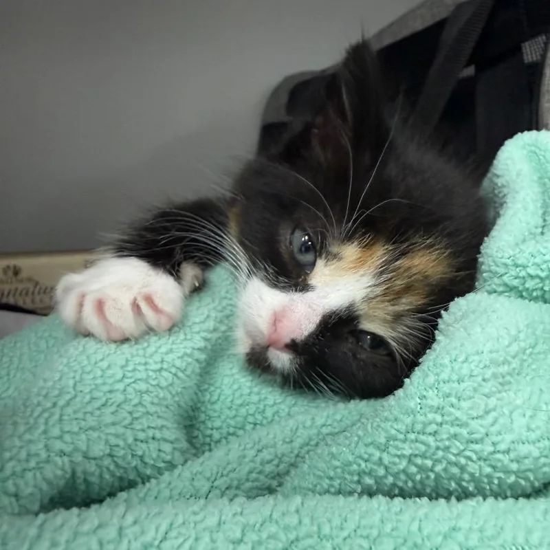 Frannie thumbnail 4