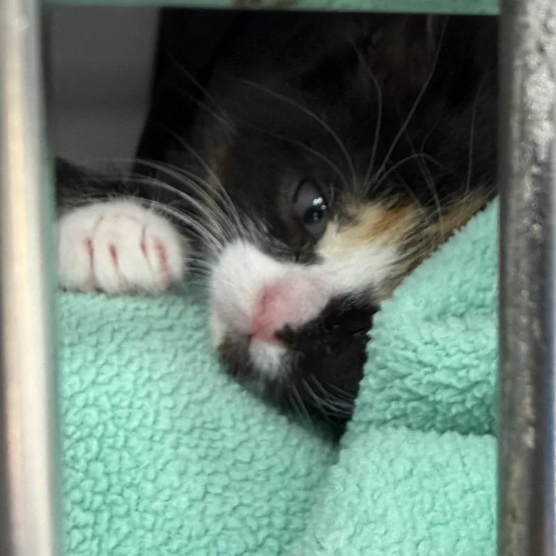 Frannie thumbnail 5