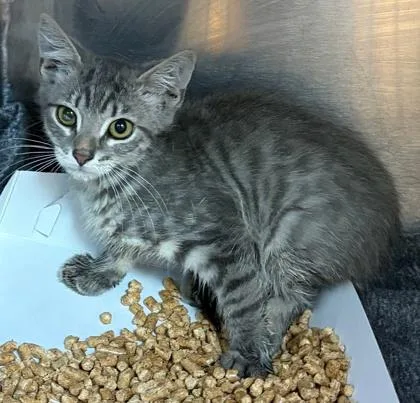 A baby small-sized male Gray / Blue / Silver Domestic Short Hair cat named Peter Pan for adoption in El Paso, TX
