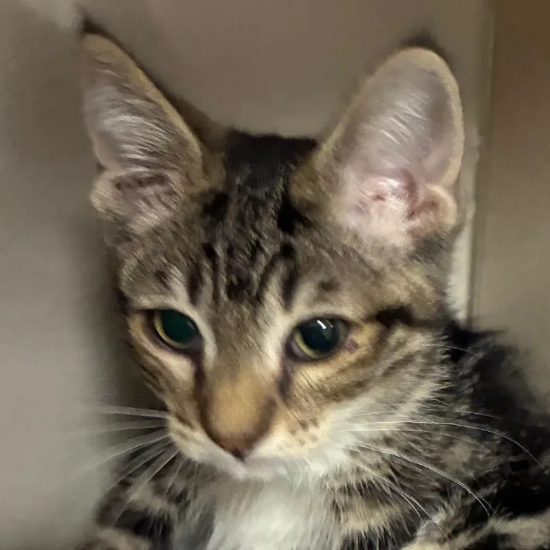 A baby small-sized female Brown / Chocolate Domestic Short Hair cat named Brooklyn for adoption in Yuma, AZ