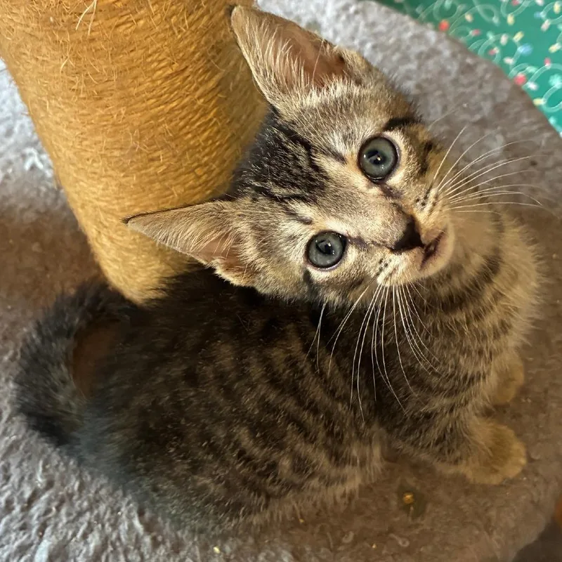 A baby small-sized male Domestic Short Hair cat named Berry for adoption in Cumming, GA