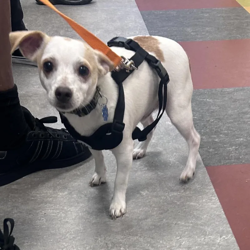 A young small-sized male White / Cream Dachshund dog named Rollo for adoption in Philadelphia, PA